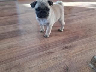 Mops foto 3