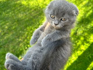 De vânzare: Pisicuțe Scottish Fold și Straight foto 2