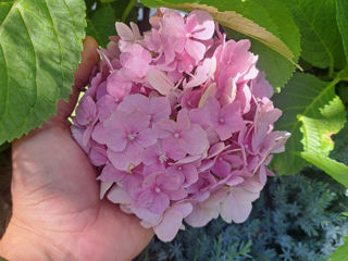 Hortensia foto 2