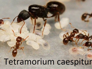 Большой ассортимент видов муравьев,Формикарии для муравьев, декорации для формиков, корм для мурашей foto 9