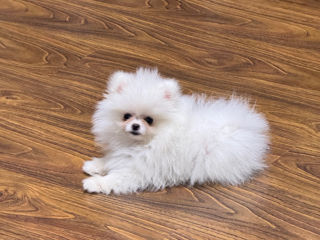 Spitz Pomeranian Mini