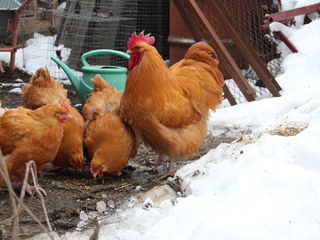 брама,кокинхкин,орпинктон. ,куры,цыплята,яйца. foto 3