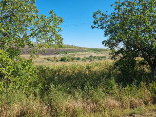 Teren perfect pentru afaceri agroturistice foto 2