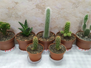 Cactus.Livrare. / Кактус. Доставка. foto 2