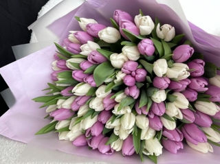 Lalele olandeze de la 24 mdl/buc голландские тюлпаны livrare flori доставка цветов flowers delivery foto 2