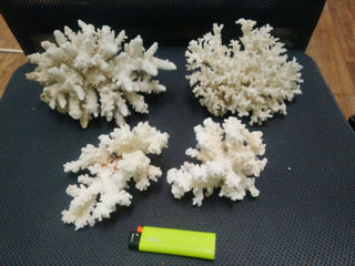 натуральные кораллы и ракушки foto 6