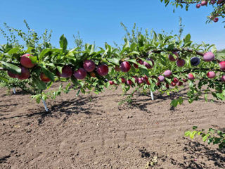 Pomi fructiferi de diferite soiuri. foto 3