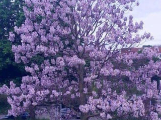 Puieti de Paulownia (Shan Tong) si Tomentosa. Саженцы  Павловнии Шан Тонг и Томентоса.