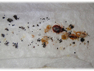 Уничтожение клопов и других видов насекомых-вредителей foto 1
