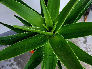 Vînd Aloe Vera 70 cm foto 4