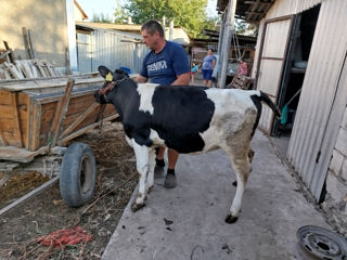 Vând vițică de 6 luni din sămânță bună foto 9