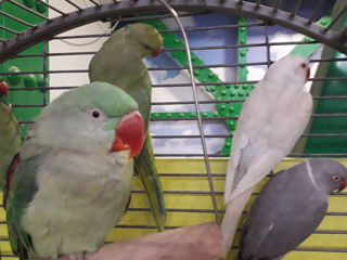 Ожереловый попугаи серый, зеленый, белый (papagal inelar ) foto 4