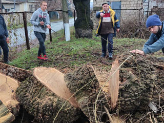 Servicii tăiere a copacilor sau crengilor problematice! foto 2