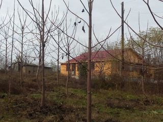 Paulownia Tomentosa rasad 2022 foto 4