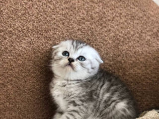 Scottish fold /straight foto 2