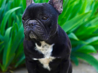 French Bulldog Femelă foto 1