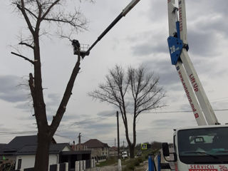 Tăiem copaci periculoși, groși, încâlciți printre firele electrice. Defrisăm teritorii. foto 15