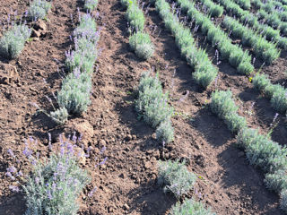 Lavanda foto 4