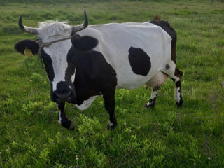 Vacă de vînzare foto 1