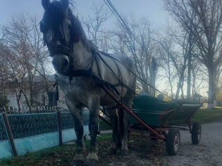 Se vinde armăsar  din sinje Percheron foto 3