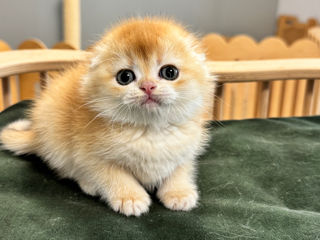 Золотая шиншилла foto 7