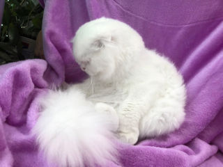 Гламурный белый вислоухий кот для всех прямоухих кошек. Вязка как сказка!