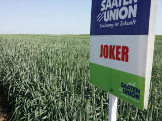 Seminte de grâu Saaten Union(Joker,Katarina,Triticale,),Orz.