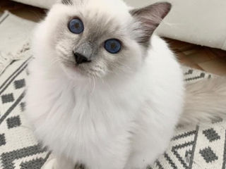 Ragdoll Rasă Pură. Pedigree WCF. foto 4