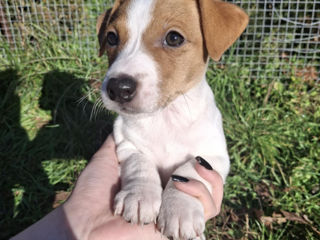 Vînd urgent căţeluși!!Jack Russel Terier foto 6