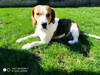 Beagle tricolor la împerechere