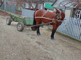 Vând iapă foto 3