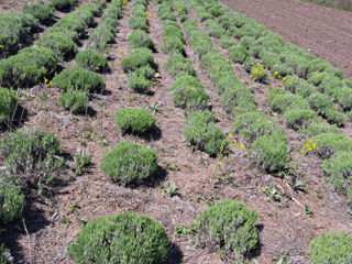 Lavanda foto 10