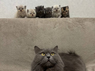 Vânzare/продаются - british longhair/shorthair (котята) foto 0