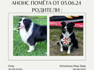 Border Collie foto 2