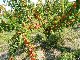 Pomi fructiferi !Cais ( abricos ) , păr ( prăsad ) , persic , prun ( perj ) ... foto 3