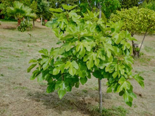 Vindem pomi fructiferi Smochine,Granată,Kaki foto 4