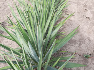 Yucca foto 7