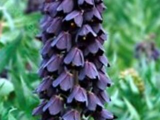 zambile, crocus, lalele, narcis, iris, branduse, fritillaria, muscari foto 7