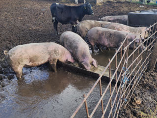 Porci de casa trusani Chișinău