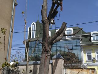 Арбористы-Спиливание деревьев ,веток foto 4