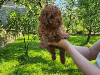 Toy pudel (toy poodle) foto 2