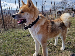 Akita inu ofera servicii вязка foto 3