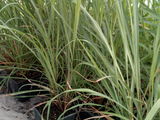 Lemongrass (лемонграсс) foto 2