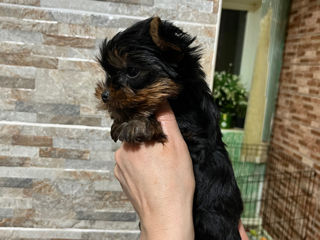 Yorkshire terrier la vânzare/ Йоркширский терьер на продажу foto 4