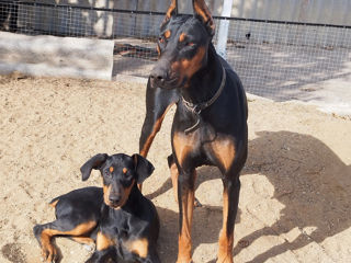 Se vînd caţei de rasă curată Doberman foto 10