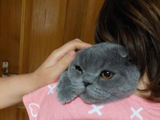 Motan British Shorthair foto 5