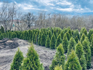 Thuja Smaragd / tuya smaragd / Arbusti de tuia foto 0