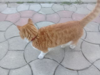 Нашелся кот рыже-белый с ошейником, молодой foto 3