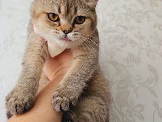 Уникальные Scottish Fold&Straight, котики и кошечки foto 8