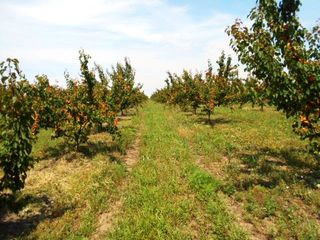 Pomi fructiferi -cais (abrikos ) Nadejda ,( ананасовый ) ,Big Red  ... foto 8